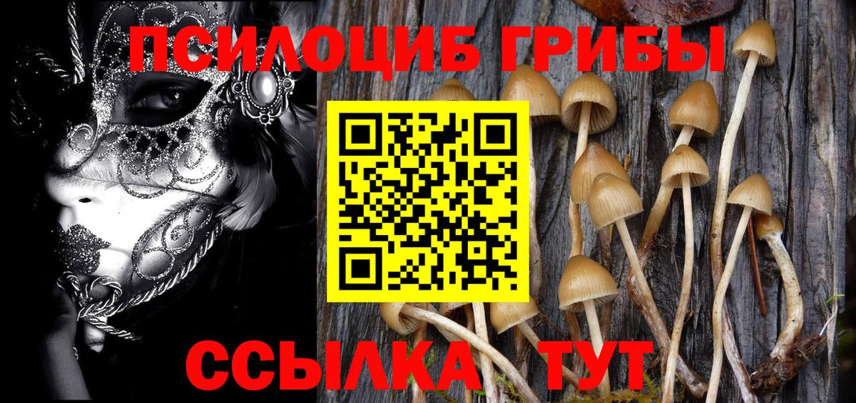 Галлюциногенные грибы Psilocybe Дмитров