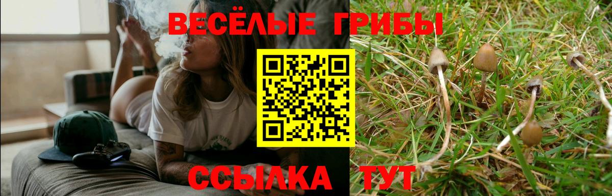 Псилоцибиновые грибы прущие грибы  Псилоцибиновые грибы Psilocybine cubensis  Дмитров 